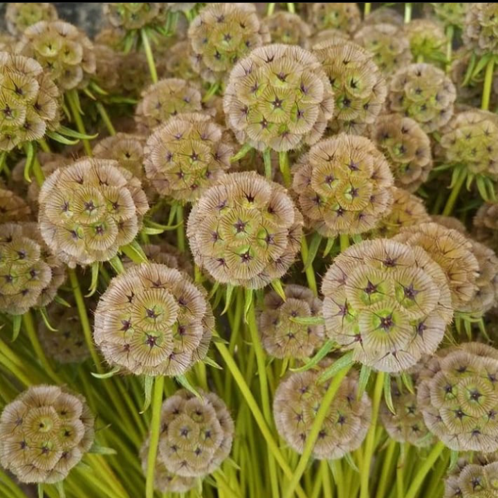 Scabiosa stellata