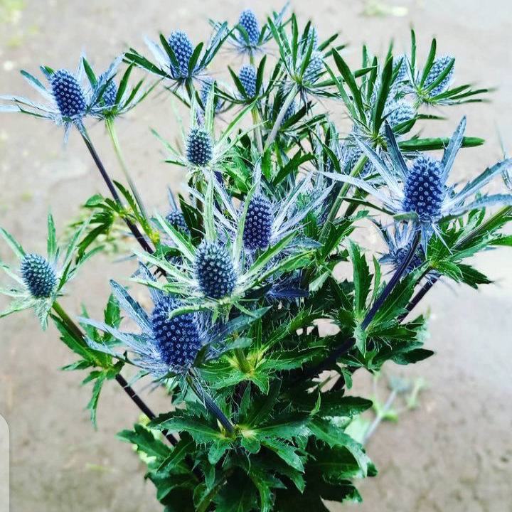 Eryngium