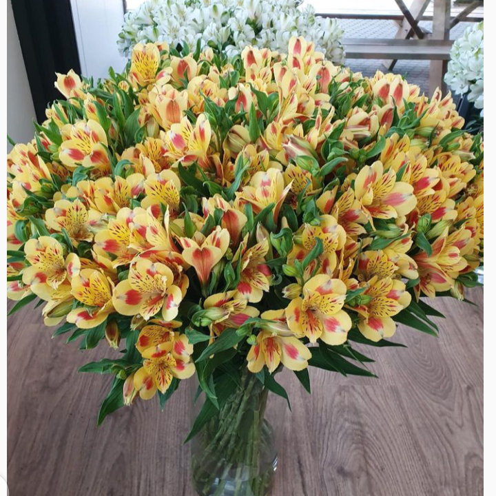 Alstroemeria