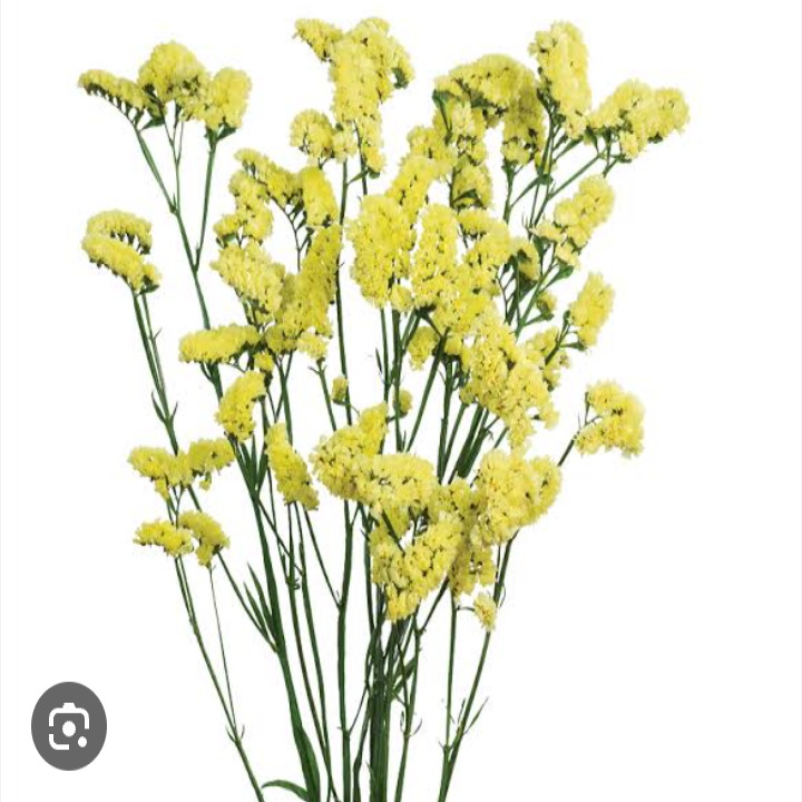 Limonium Statice  Yellow