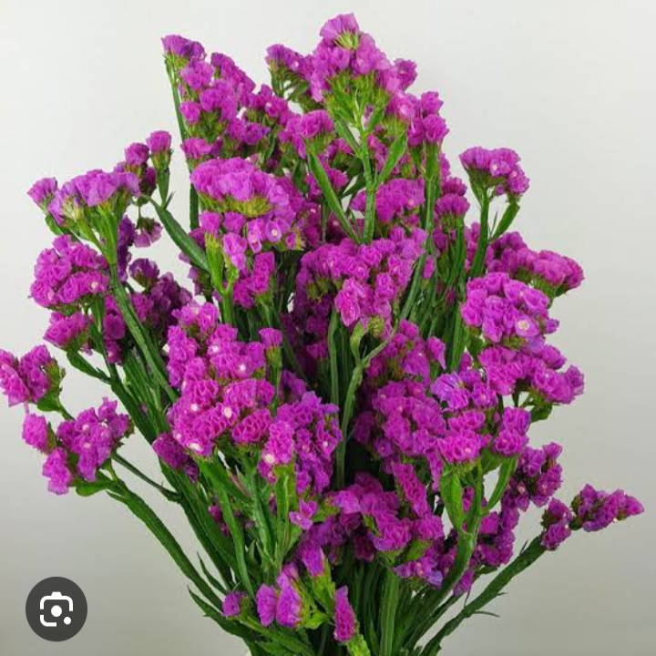 Limonium Statice  pink