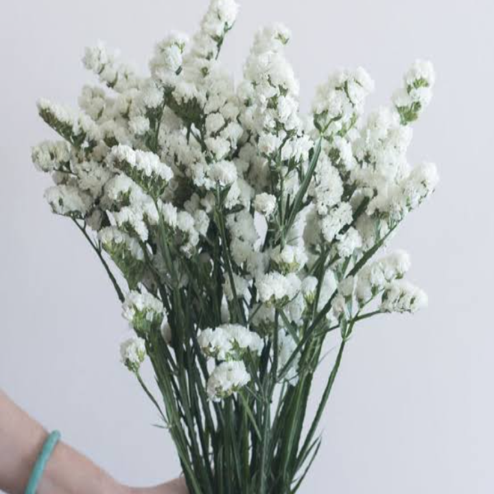 Limonium Statice  White