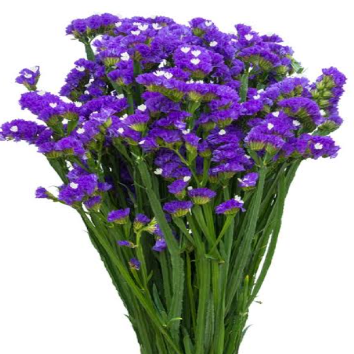 Limonium Statice  Purple