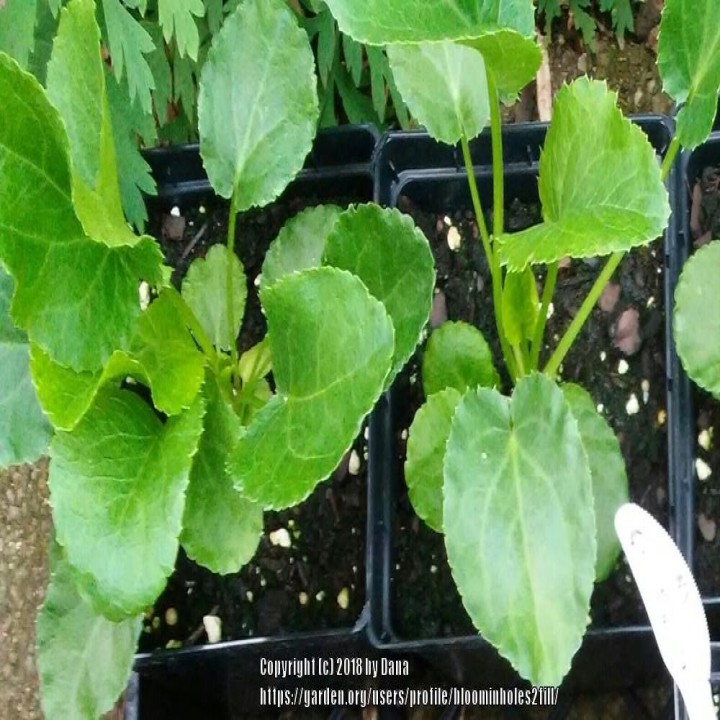 Eryngium planum seedlings