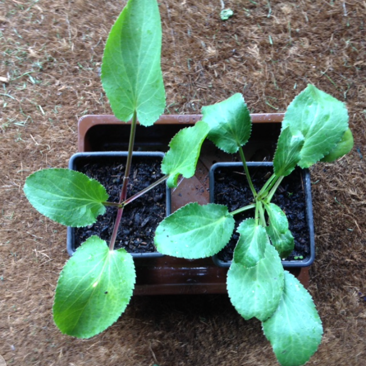 Eryngium planum seedlings