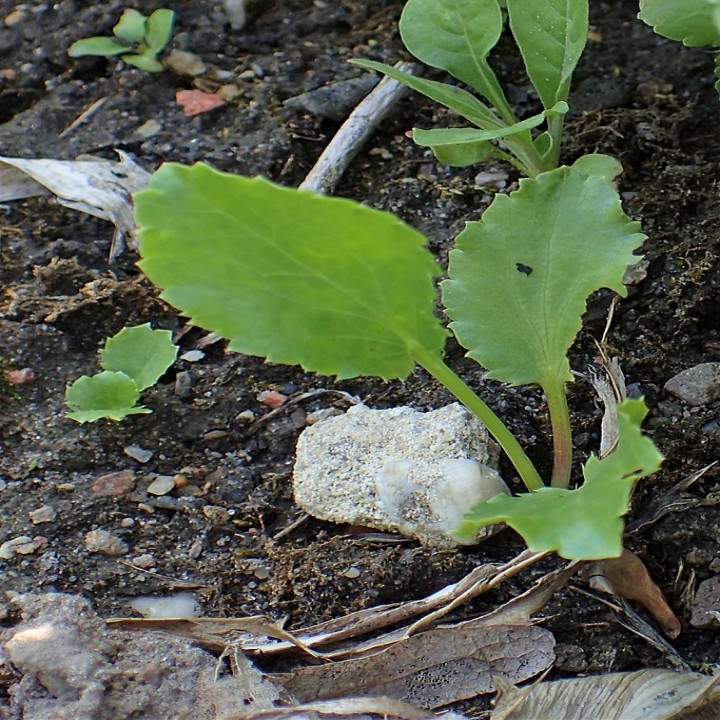 Eryngium planum seedlings