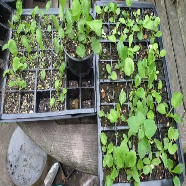 Eryngium planum seedlings