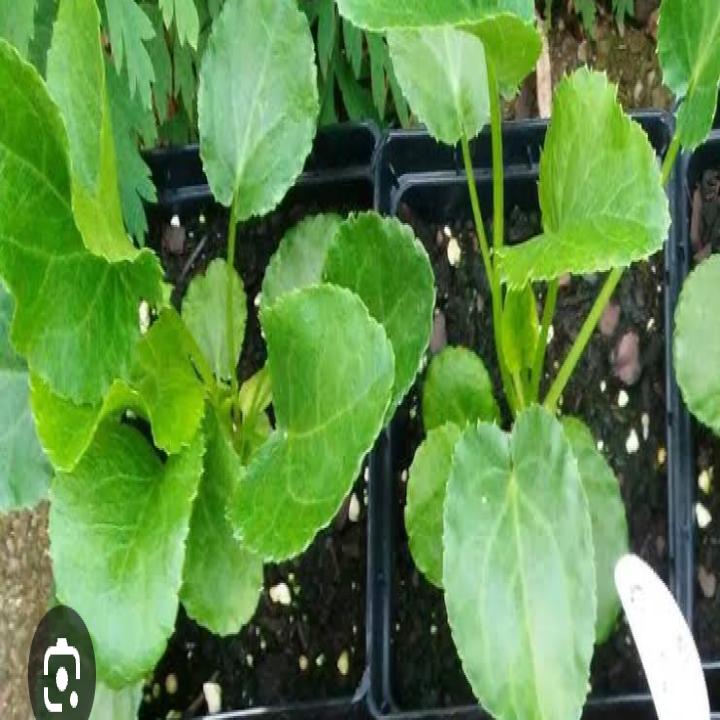 Eryngium planum seedlings