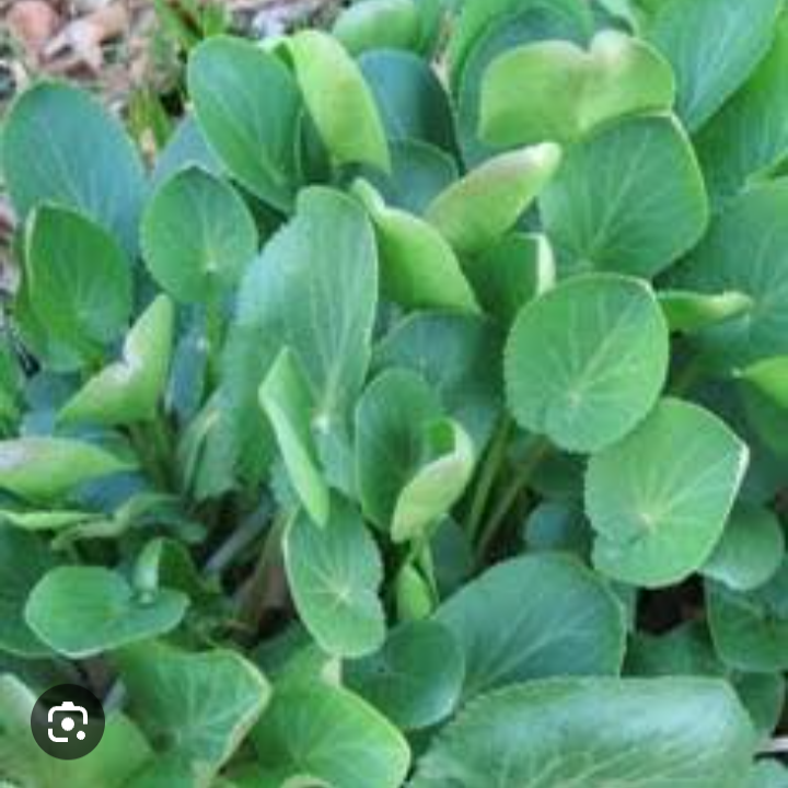 Eryngium planum seedlings