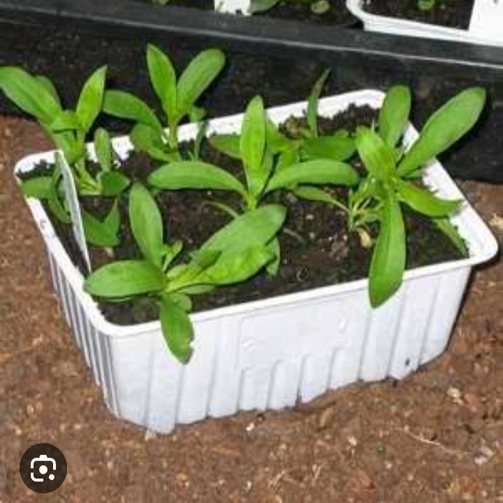 Craspedia seedlings