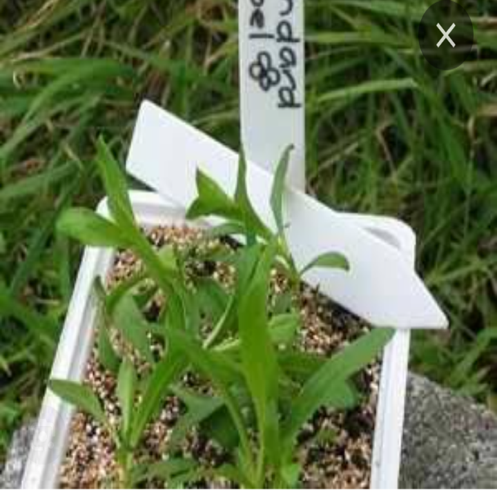 Craspedia seedlings