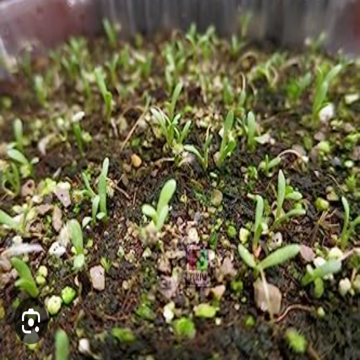 Craspedia seedlings