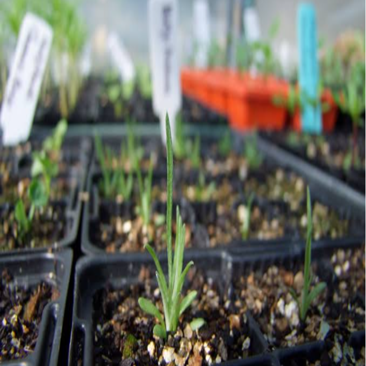 Craspedia seedlings