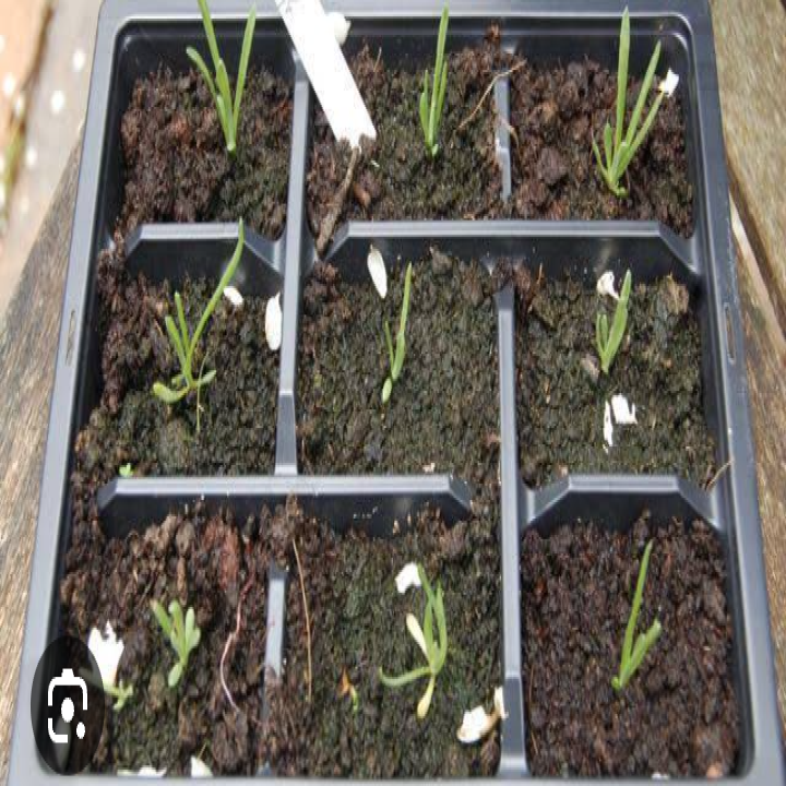 Craspedia seedlings