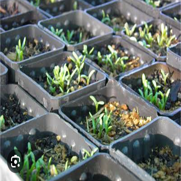 Craspedia seedlings