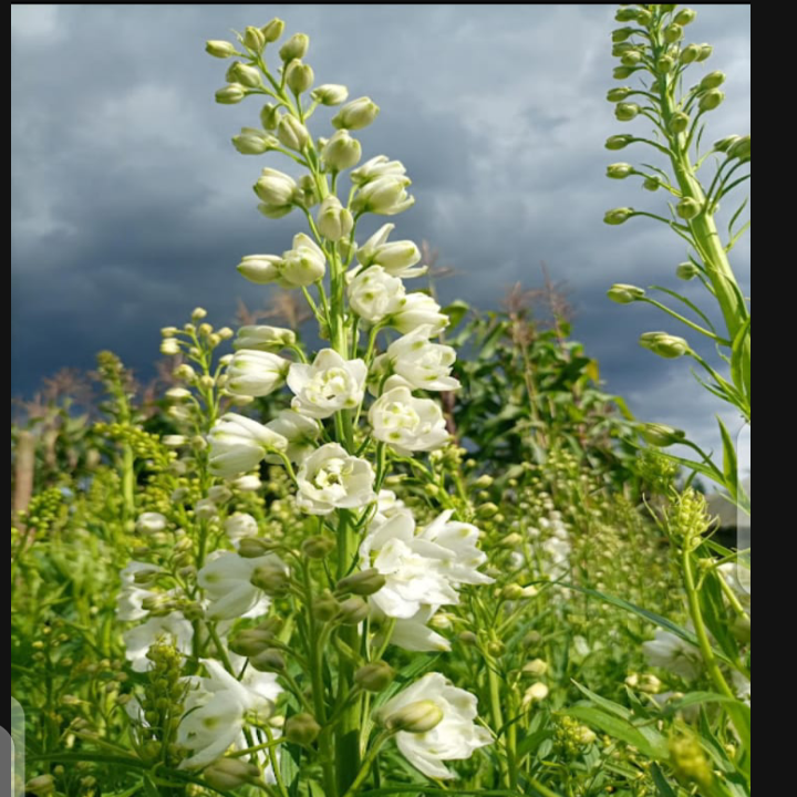 Delphinium