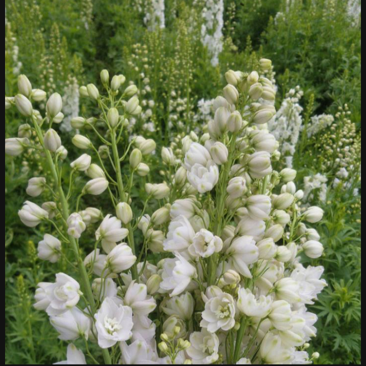 Delphinium