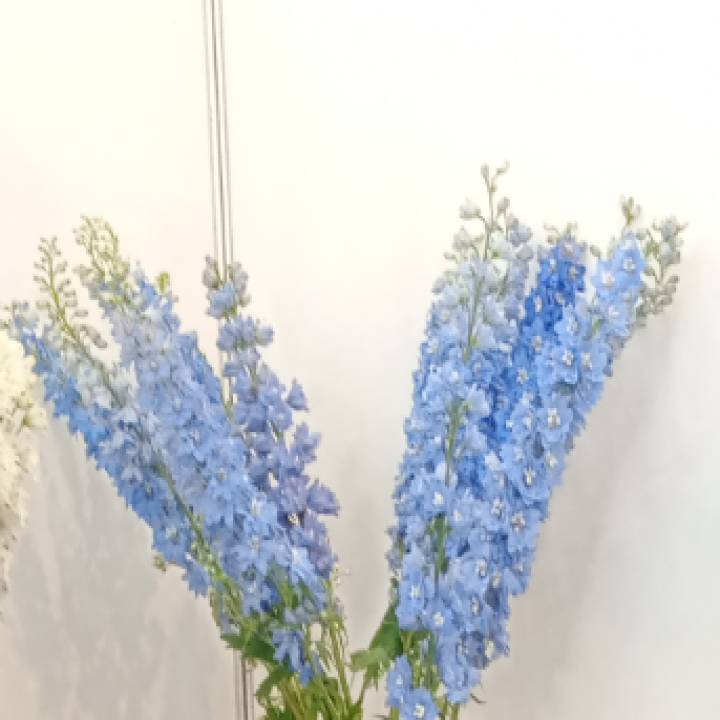 Delphinium