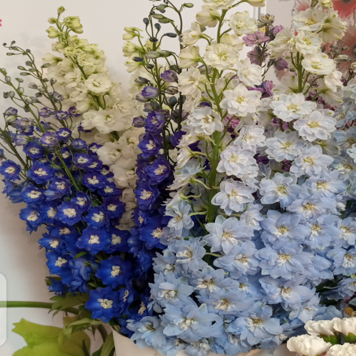 Delphinium