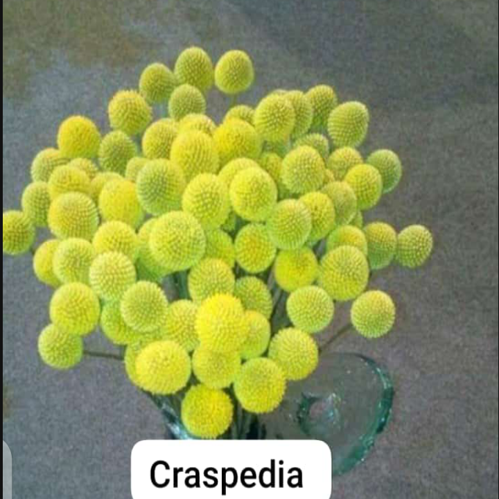 Craspedia globosa