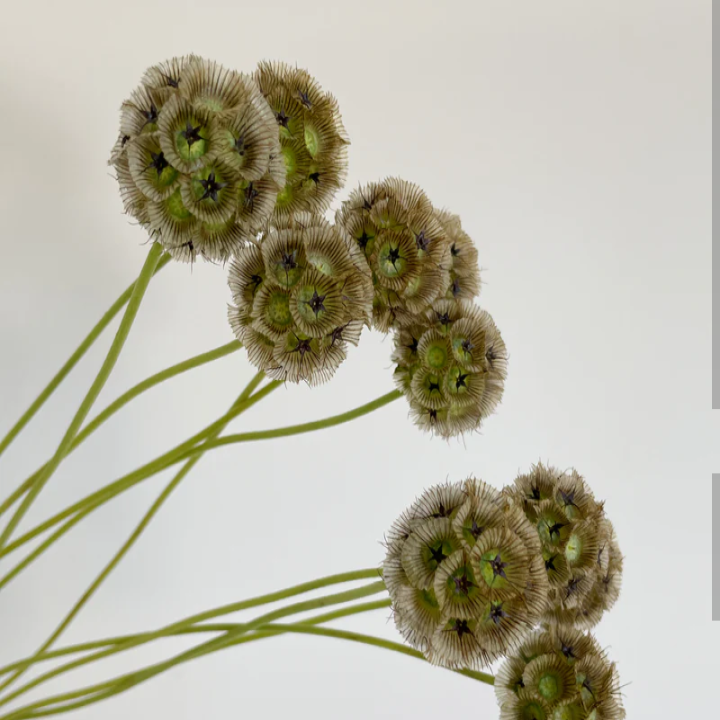 Scabiosa stellata