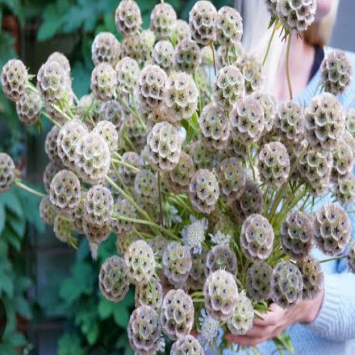 Scabiosa stellata