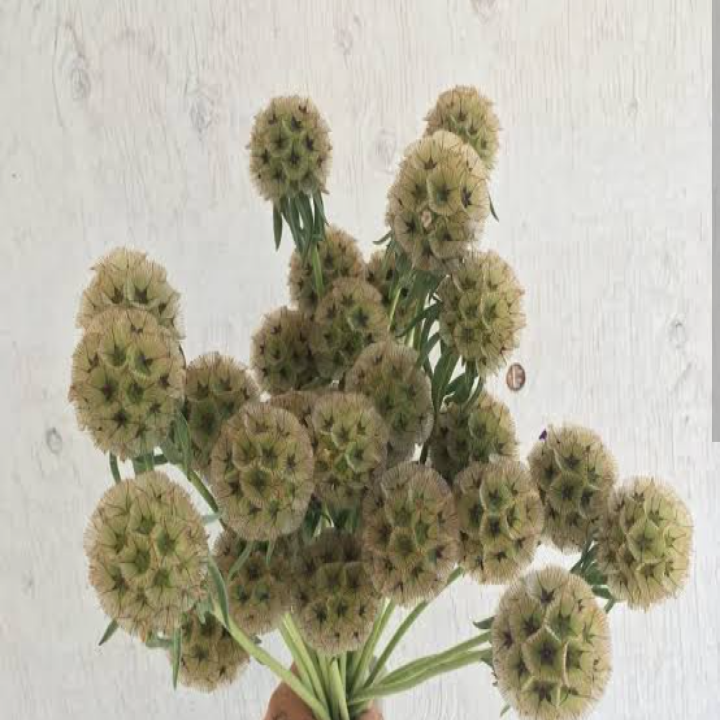 Scabiosa stellata