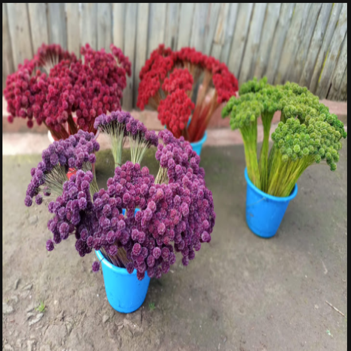 Scabiosa stellata tinted