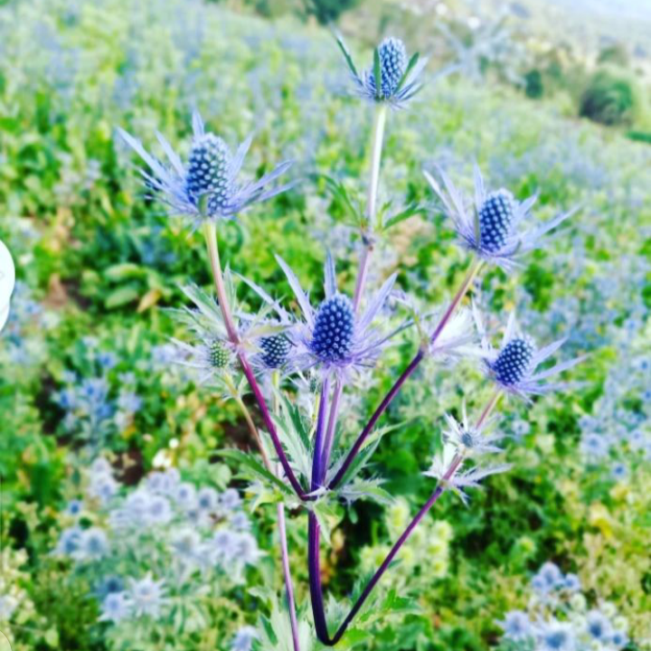 Eryngium planum