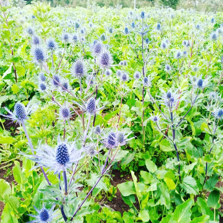 Eryngium planum