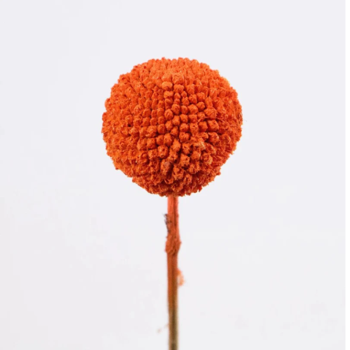 Craspedia globosa tinted [ORANGE]