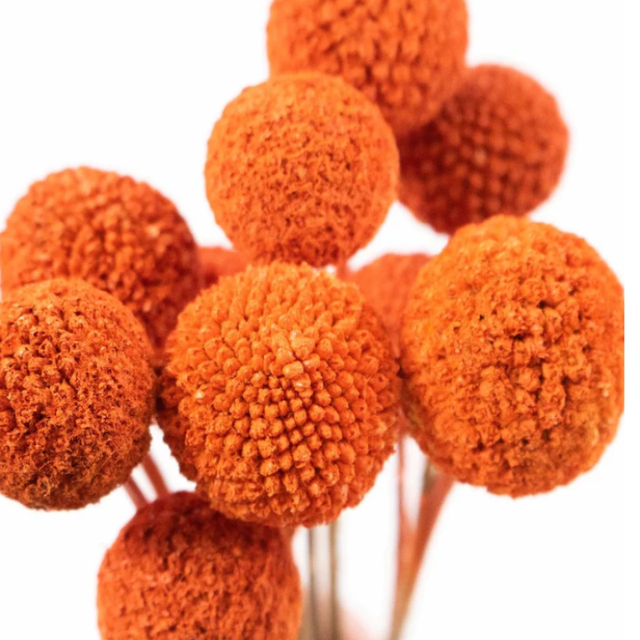 Craspedia globosa tinted [ORANGE]