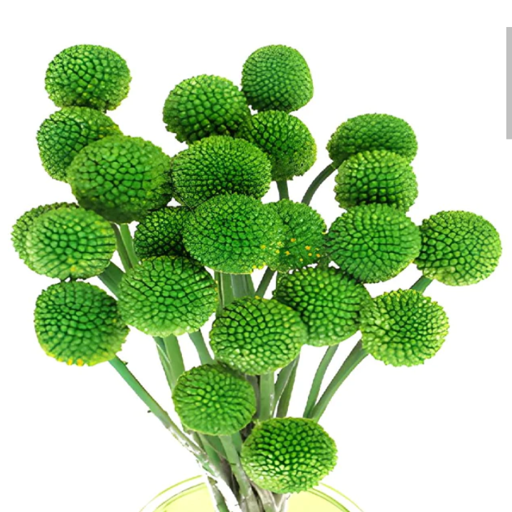 Craspedia globosa tinted [GREEN]