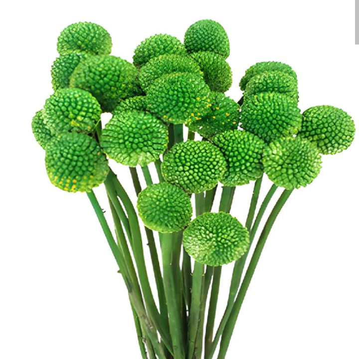 Craspedia globosa tinted [GREEN]