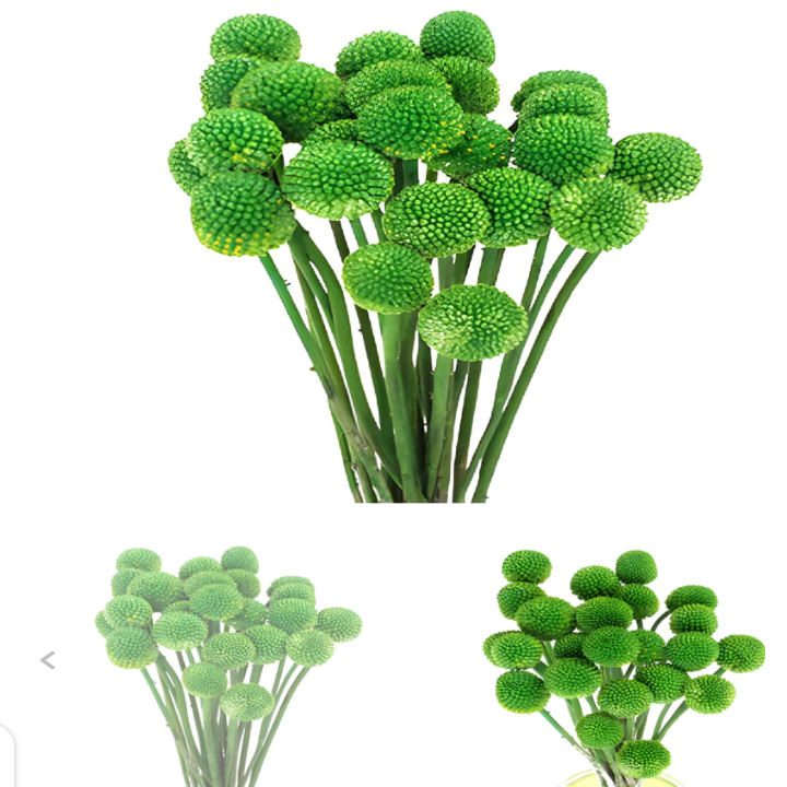 Craspedia globosa tinted [GREEN]