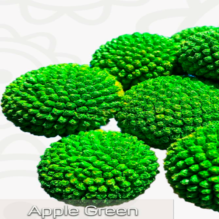 Craspedia globosa tinted [GREEN]