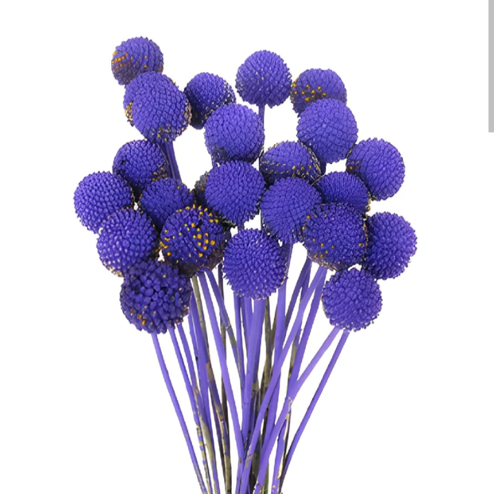 Craspedia globosa tinted [PURPLE]