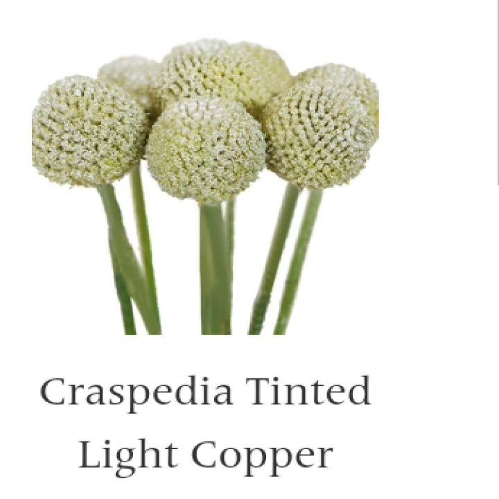 Craspedia globosa tinted [LIGHT COPPER]