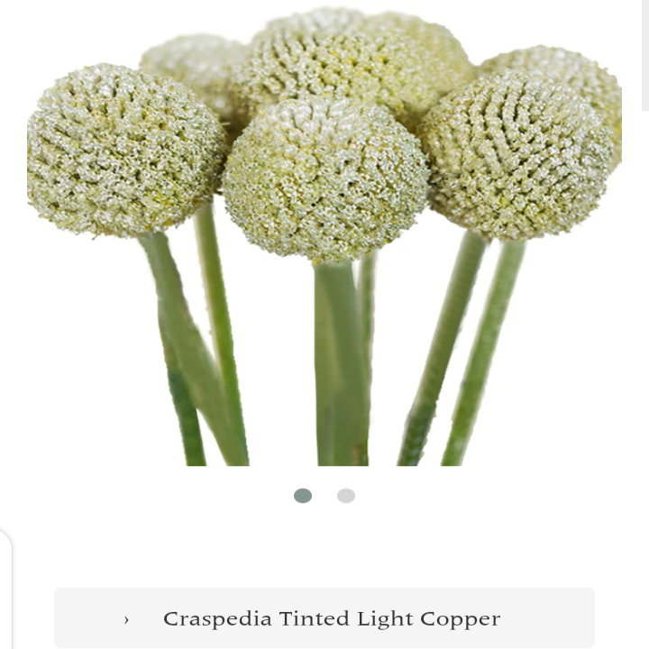 Craspedia globosa tinted [LIGHT COPPER]