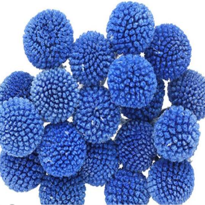 Craspedia globosa tinted [BLUE]