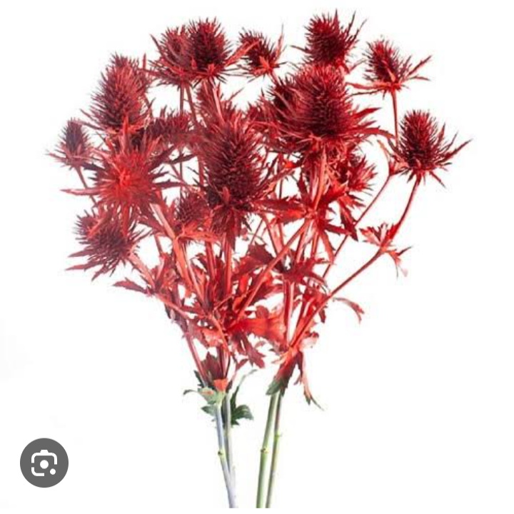 Eryngium  tinted [RED]