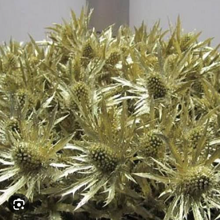 Eryngium tinted  [GOLD]