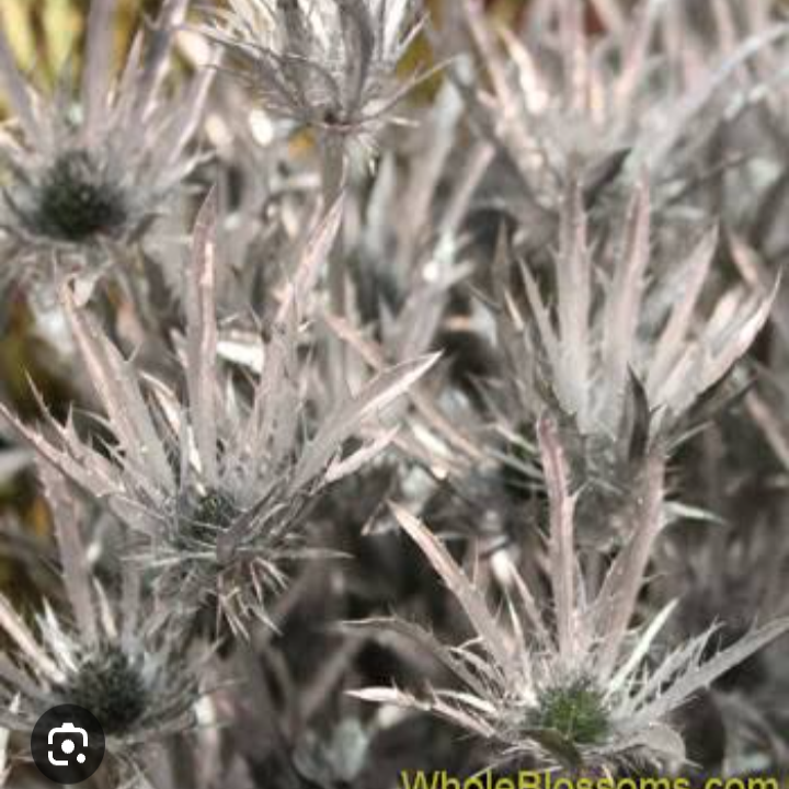 Eryngium  tinted [SILVER]