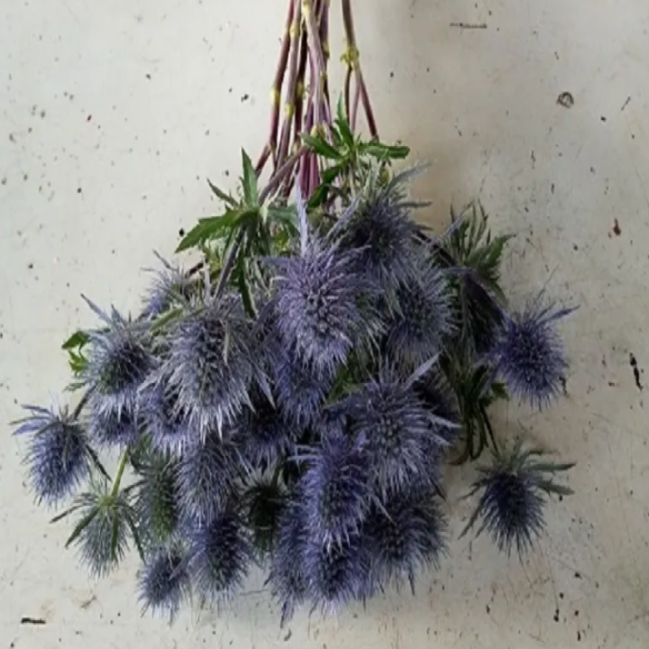 Eryngium Magical Anita