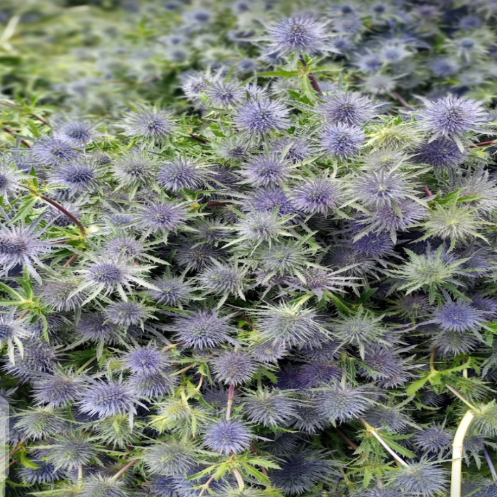 Eryngium Magical Anita