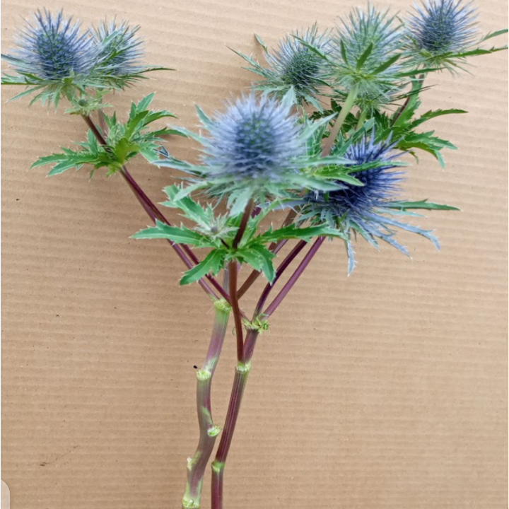 Eryngium Magical Anita