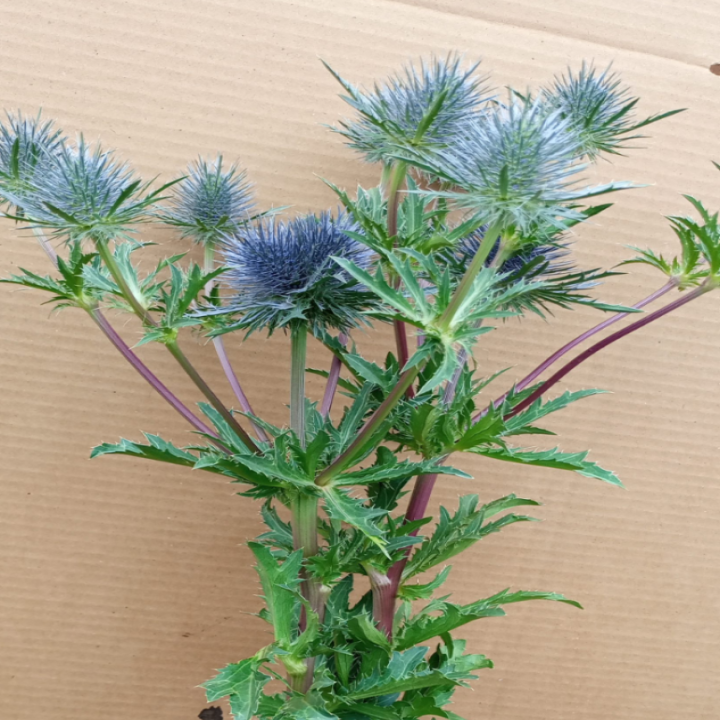 Eryngium Magical Anita