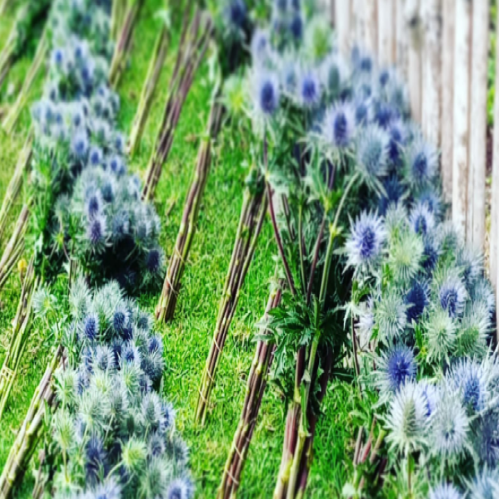 Eryngium Magical Anita