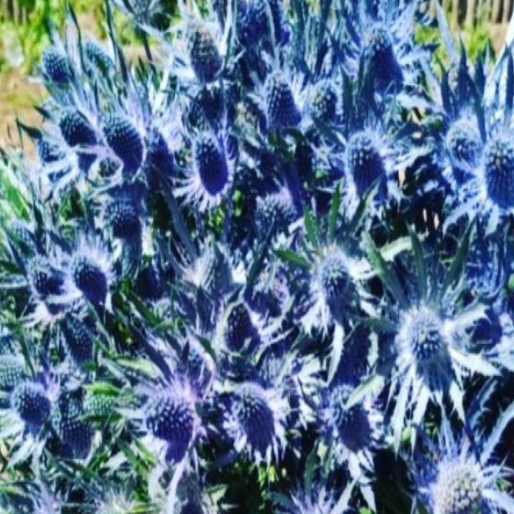 Eryngium blue lagoon