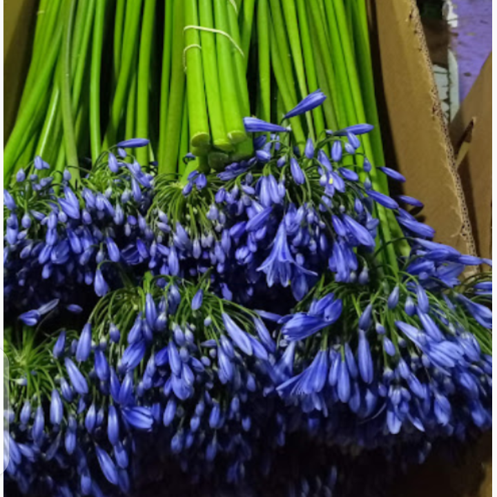 Agapanthus Donau